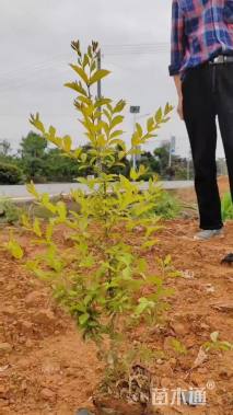 高度40厘米金冠黄杨