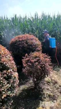 高度100厘米红叶李球