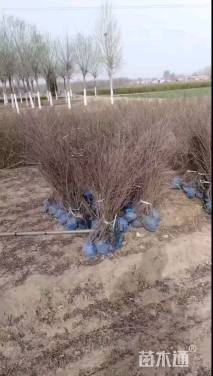 高度40厘米平枝栒子