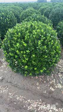 冠幅70厘米大叶黄杨球