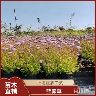 高度20厘米蓝雾草