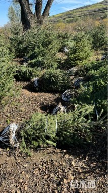 高度150厘米青海云杉