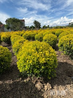 高度90厘米黄金枸骨球