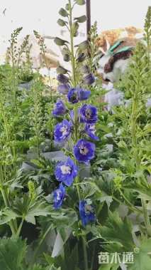 高度20厘米飞燕草