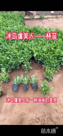 高度10厘米冰岛虞美人