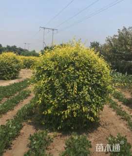 冠幅150厘米金叶榆球