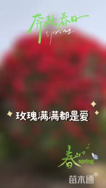 60公分造型月季