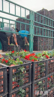 高度25厘米一支笔