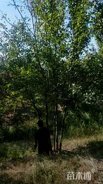 高度750厘米丛生三角枫
