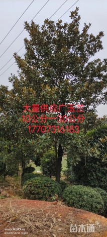 20公分广玉兰