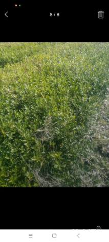 高度30厘米栀子