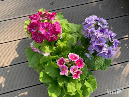 报春花