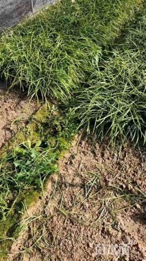 高度35厘米韭兰