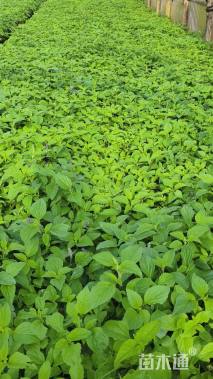 高度25厘米鼠尾草