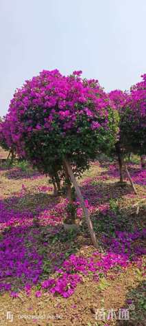 高度140厘米紫花三角梅
