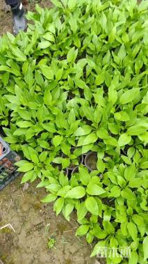 高度20厘米玉簪