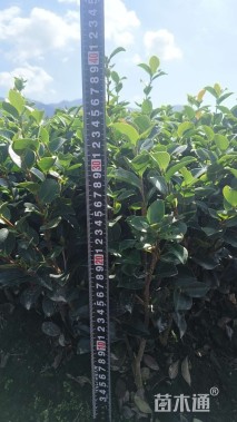 高度30厘米茶梅小苗