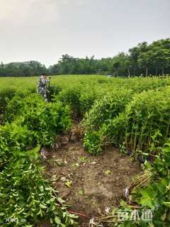 高度70厘米红王子锦带