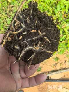 高度25厘米三角梅