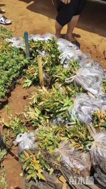 高度25厘米红车