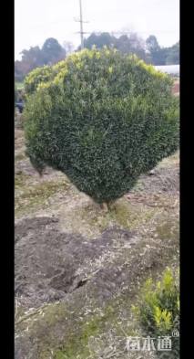 冠幅120厘米小叶黄杨球