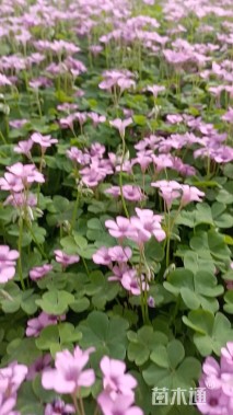 高度8厘米红花酢浆草