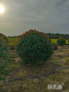 冠幅160厘米红叶石楠球