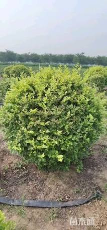 冠幅150厘米金叶女贞球