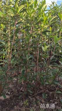 高度120厘米法国冬青