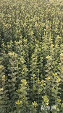 高度30厘米卫矛