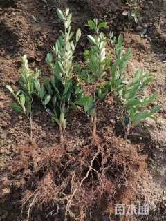 高度35厘米茶梅小苗