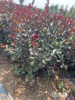 高度50厘米天鹅绒紫薇