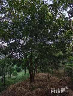 12公分丛生朴树