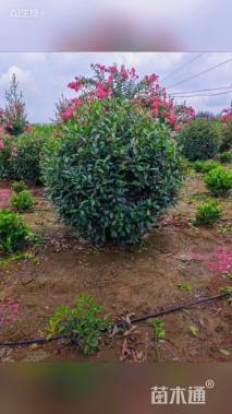 冠幅200厘米红叶石楠球