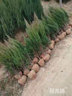 高度100厘米河南桧