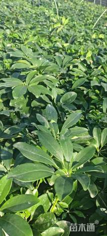 高度35厘米鸭脚木