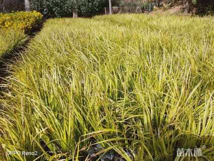 高度15厘米黄菖蒲