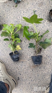 30厘米熊掌木