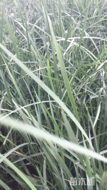 高度30厘米马莲