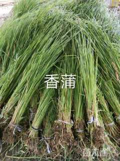 高度50厘米香蒲