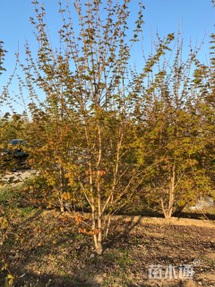 高度250厘米丛生红枫