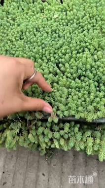 高度15厘米金边玉簪