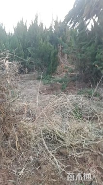 高度350厘米龙柏