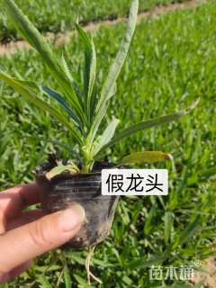 高度20厘米假龙头