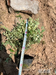 高度40厘米金姬小蜡