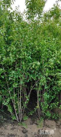 高度150厘米丛生茶条槭