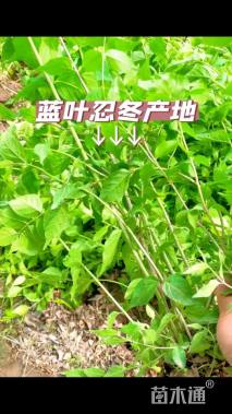 高度150厘米蓝叶忍冬