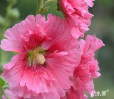 蜀葵种子蜀葵种子