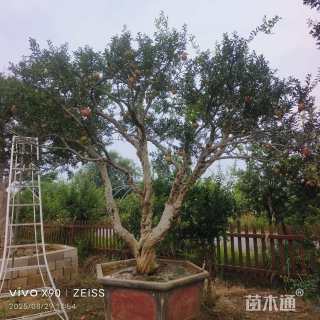 高度400厘米果石榴