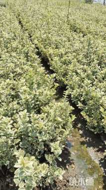 高度50厘米金边黄杨